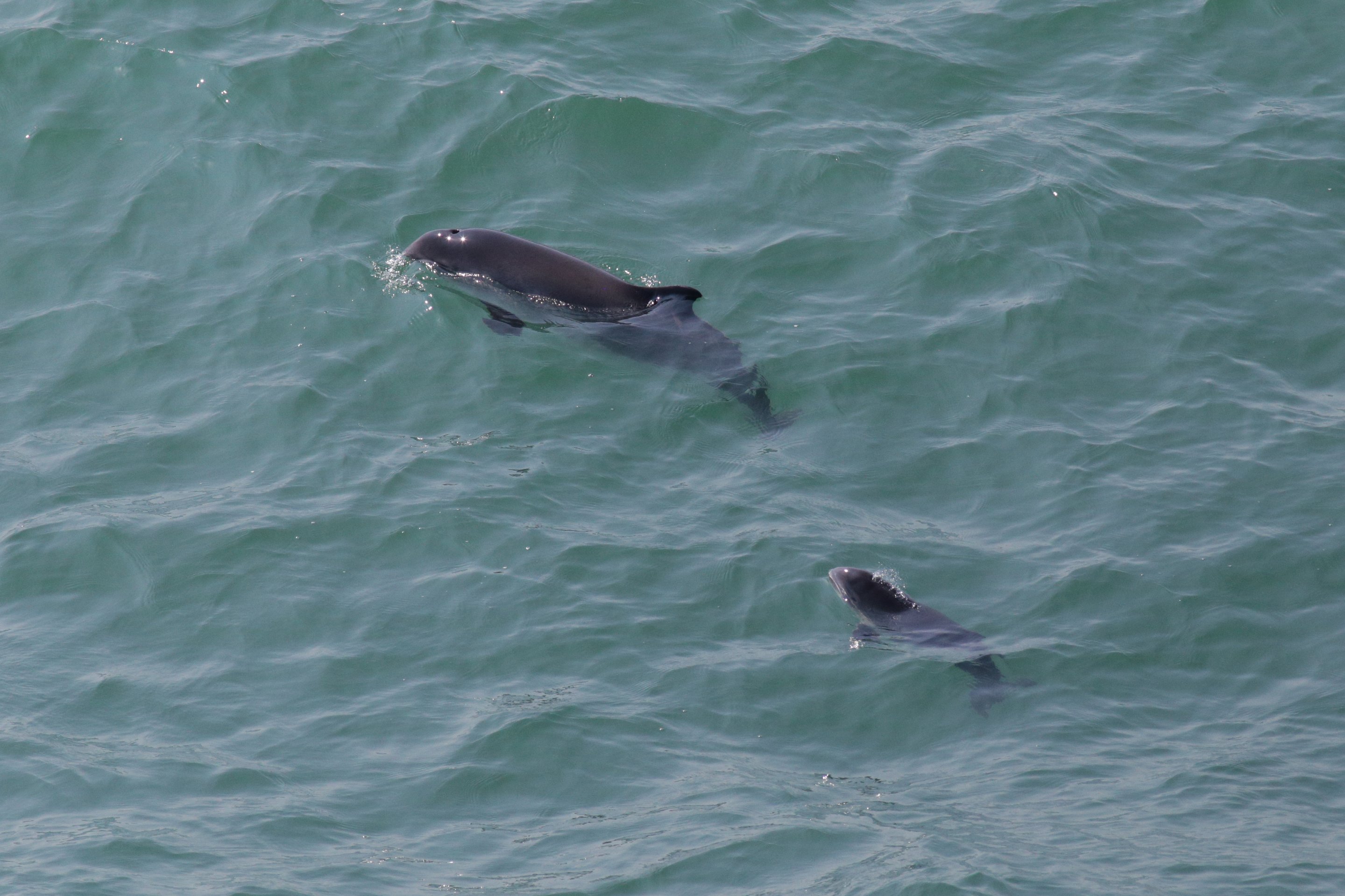  A harbour porpoise with its calf.