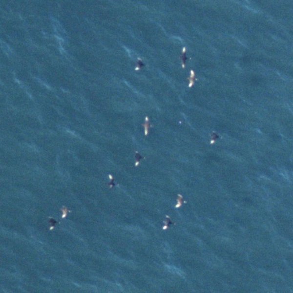 Fliegende Trauerenten über dem Meer, aufgenommen mit unseren hochauflösenden HiDef-Kameras.