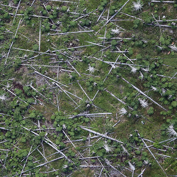 Aerial photograph of two red deer in the forest.