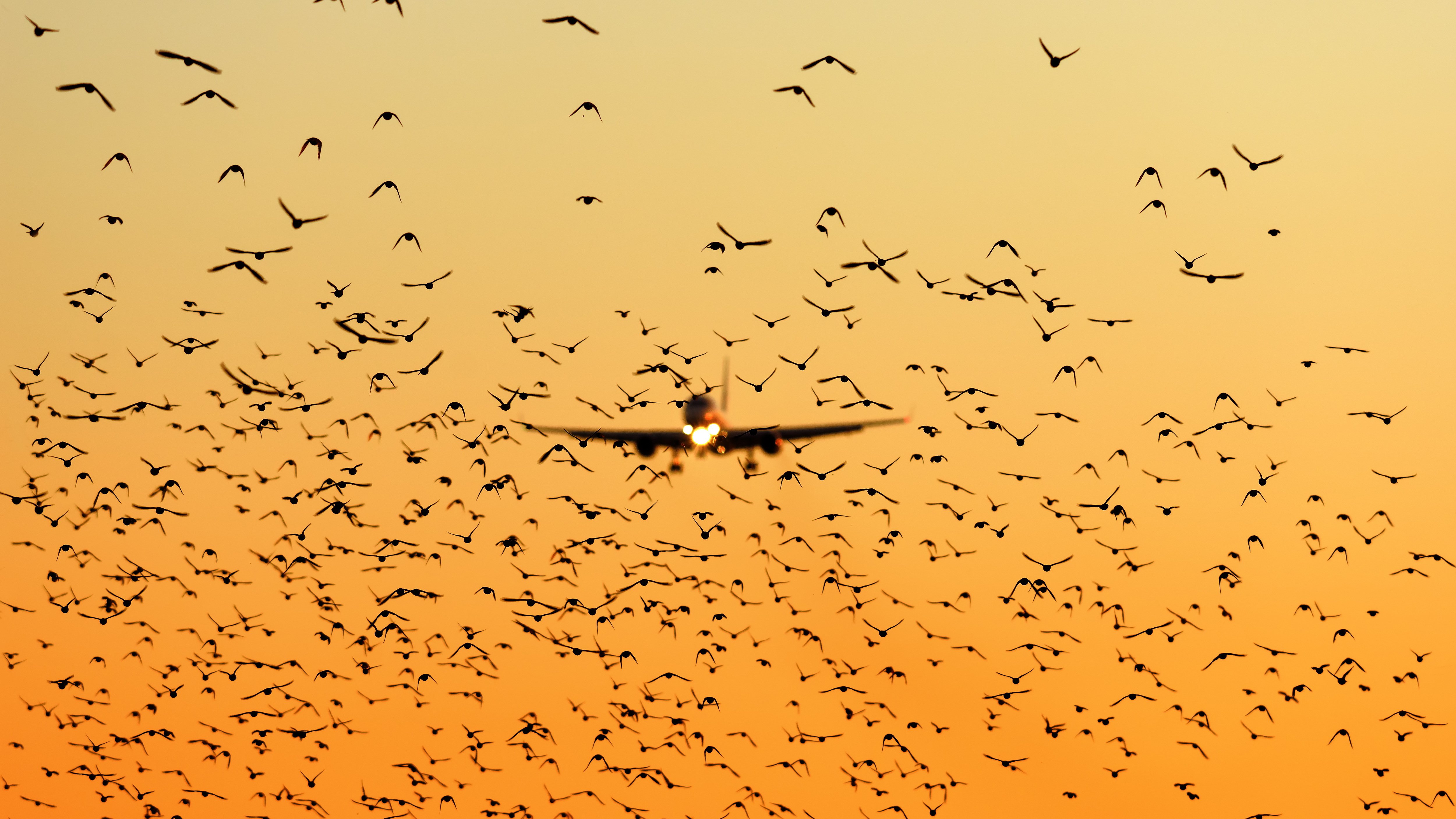 A passenger plane approaching, a flock of birds in front of it.