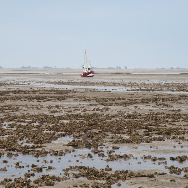 Oyster bank in the mudflats, a boat in the background.