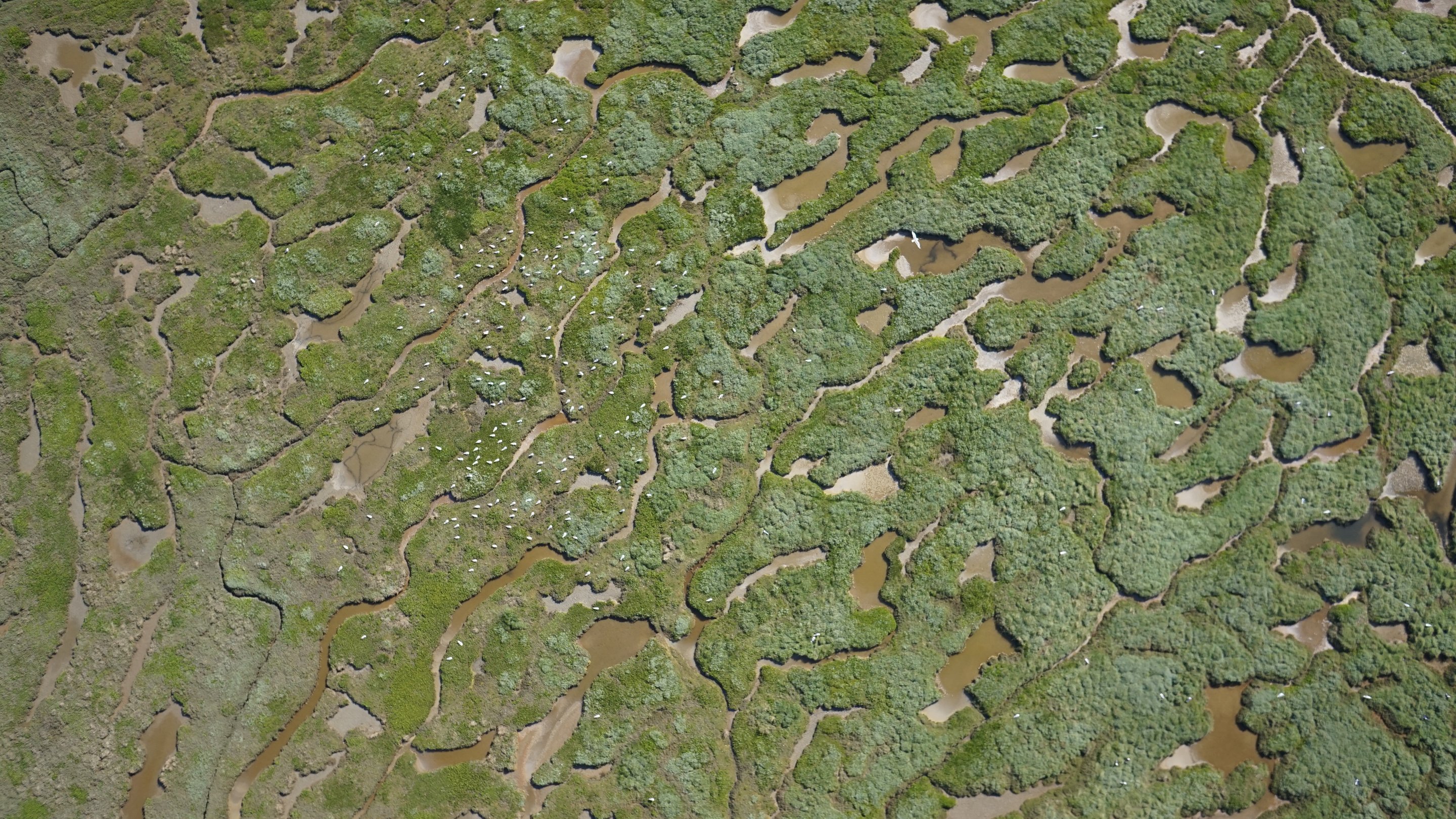 Luftbildaufnahme einer Möwenkolonie im Vorland einer nordfriesischen Insel.