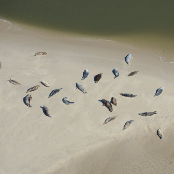 Aerial view of grey seals on a sandbank in the Wadden Sea. To count the seals, they are marked with colored dots on the photo. 