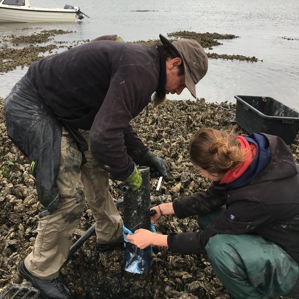 Two scientists take samples on an oyster bank in the mudflats.