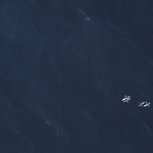 Luftaufnahme: Ein Trupp fliegender Grau- und Weißwangengänse über dem Meer, von oben fotografiert.
