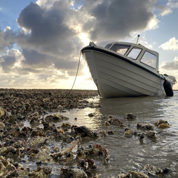 Ein Motorboot liegt bei Niedrigwasser am Rand einer Austernbank im Wattenmeer.  