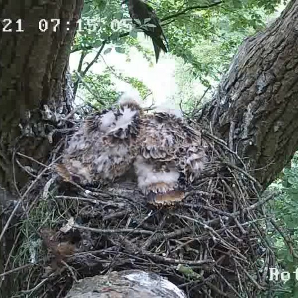 This image from the nest camera shows two young birds in the nest, with a parent bird in the background.