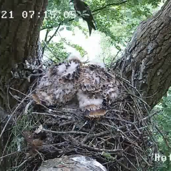 Die Aufnahme einer Nestkamera zeigt zwei Rotmilan-Jungvögel im Nest, im Hintergrund sitzt ein Altvogel.