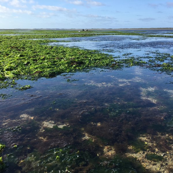 Oyster bank overgrown with algae in the mudflats.