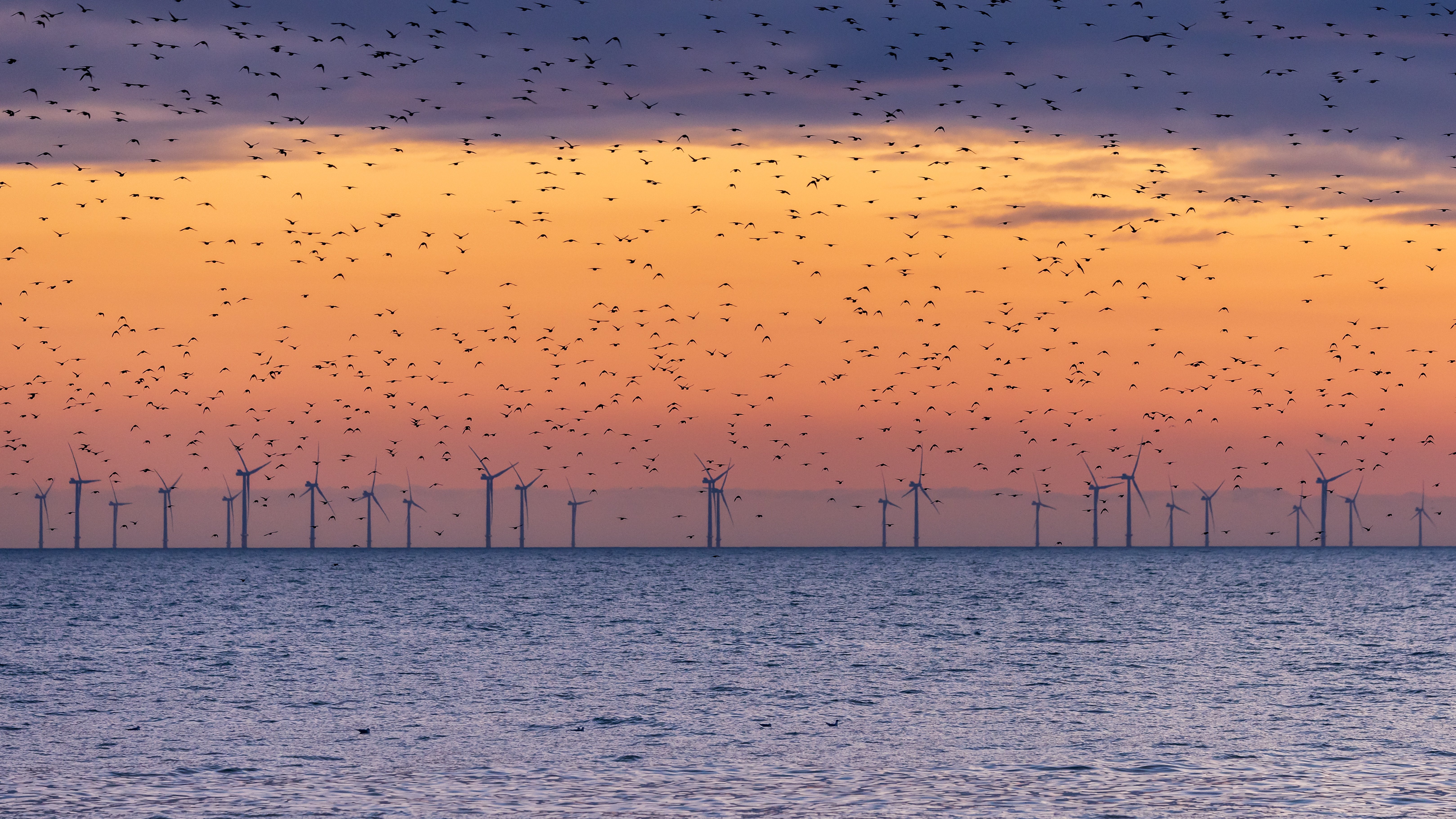 A flock of starlings over the sea at sunset, with a wind farm on the horizon in the background.