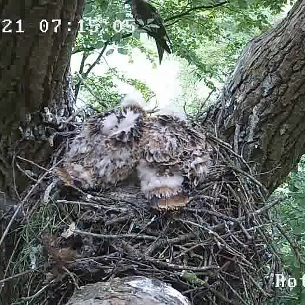 Die Aufnahme einer Nestkamera zeigt zwei Rotmilan-Jungvögel im Nest, im Hintergrund sitzt ein Altvogel.