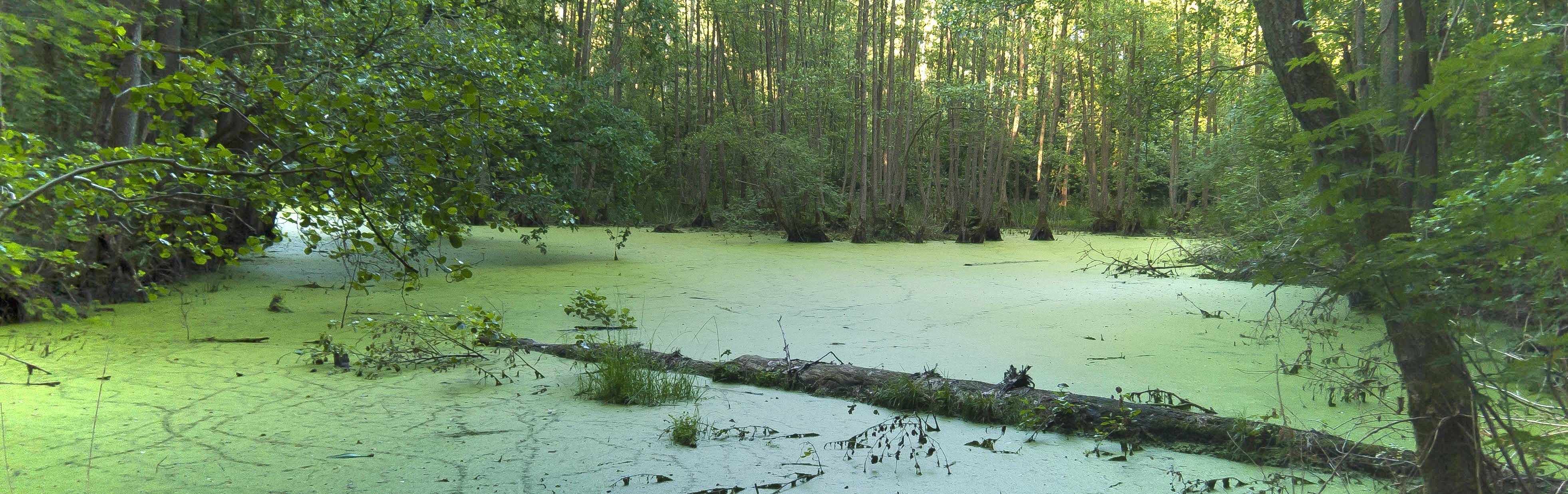 Ein Teich in einem Wald.