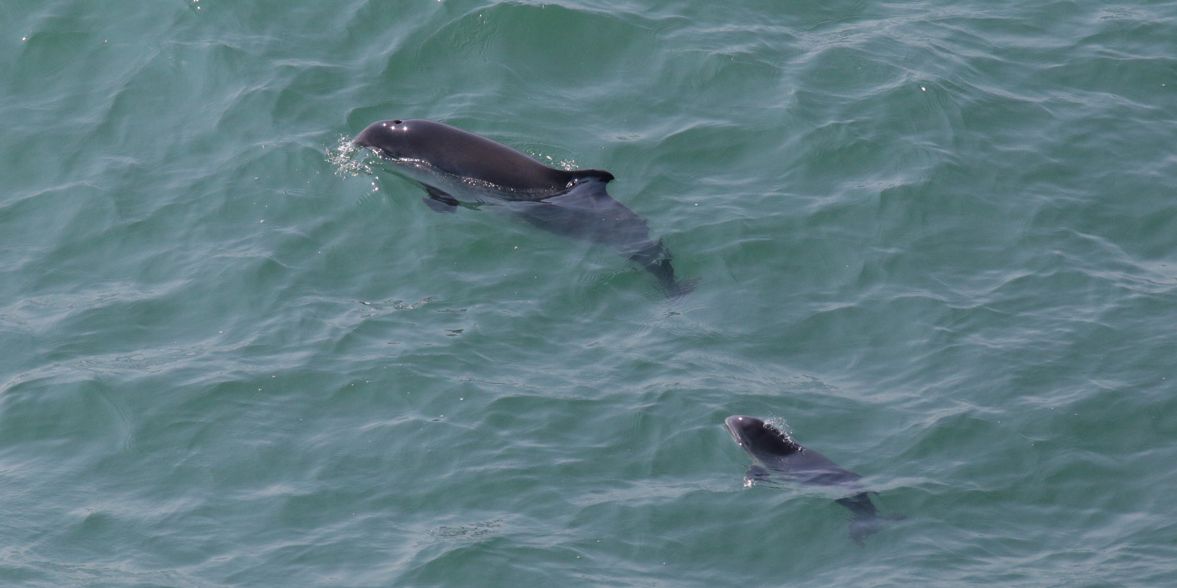 An adult harbour porpoise and calf swimming in the sea.