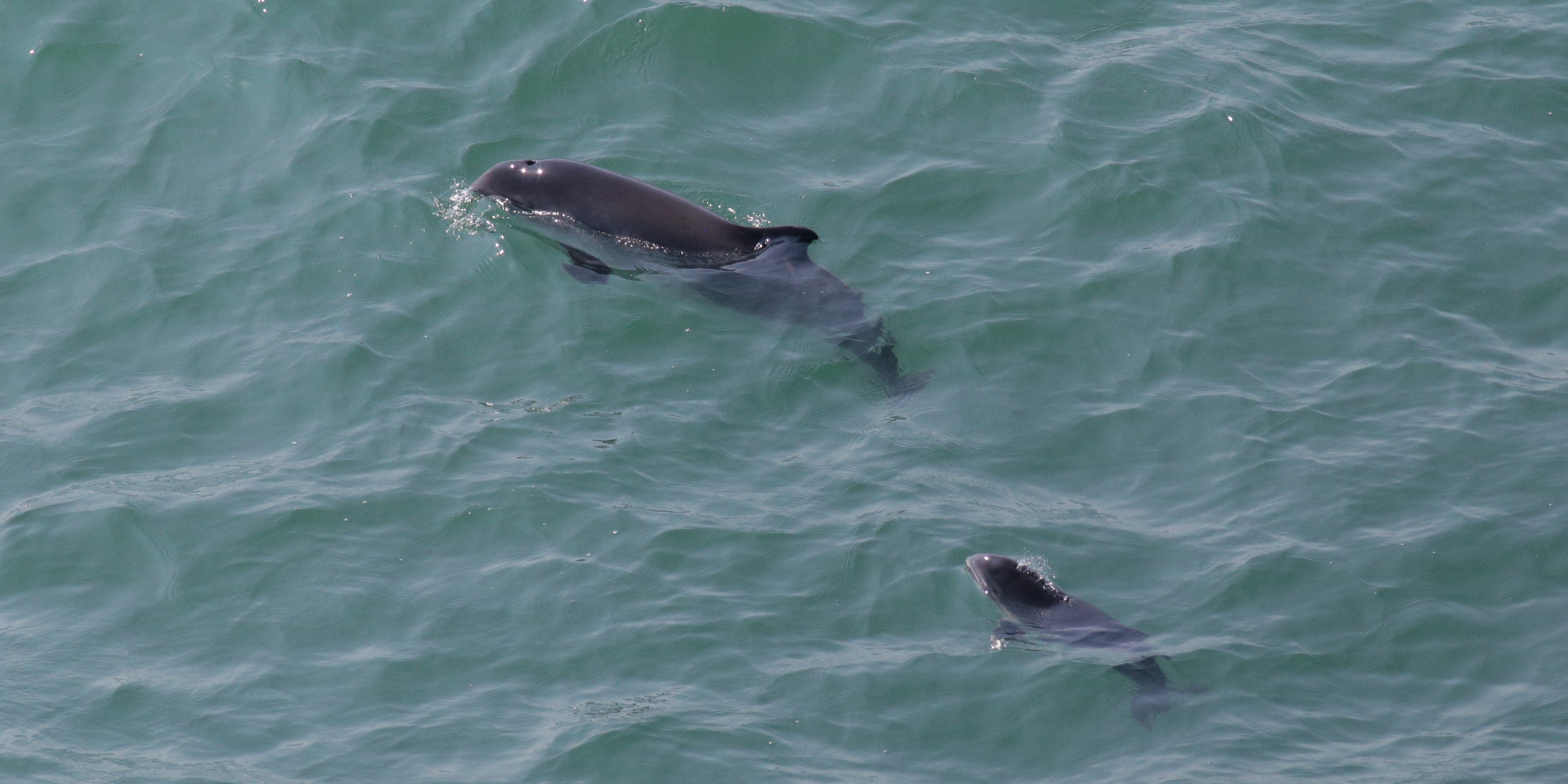 Ein adulter Schweinswal und ein Schweinswalkalb schwimmen im im Meer.