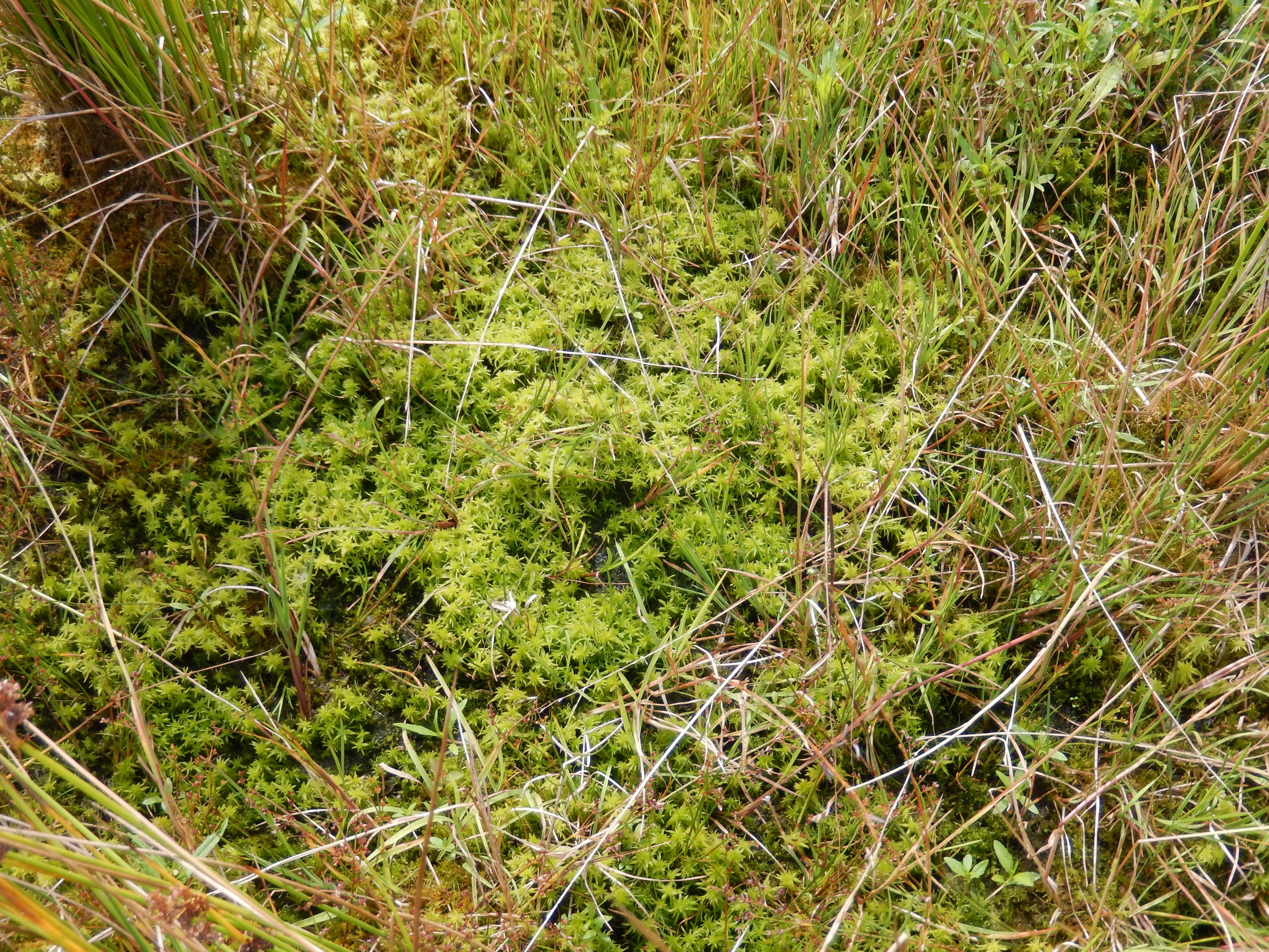 Eine kleine Fläche mit grünen Torfmoosen in einem Moor.
