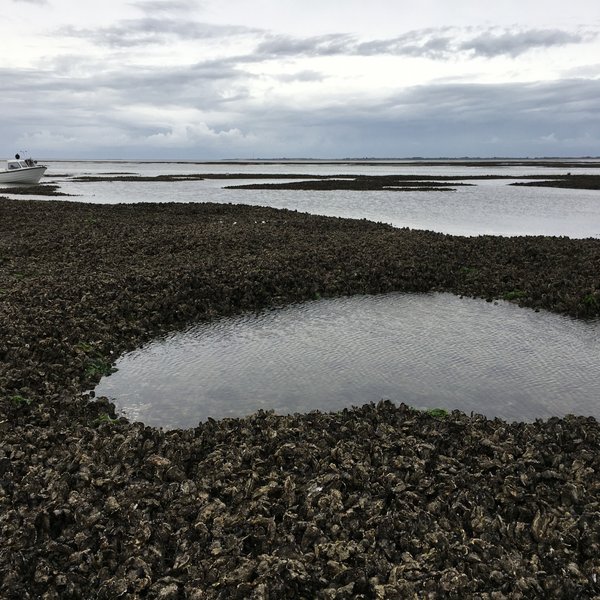 Oyster bank in the tidal flats.