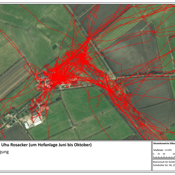 Map showing the flight movements of the eagle owl with a red line.