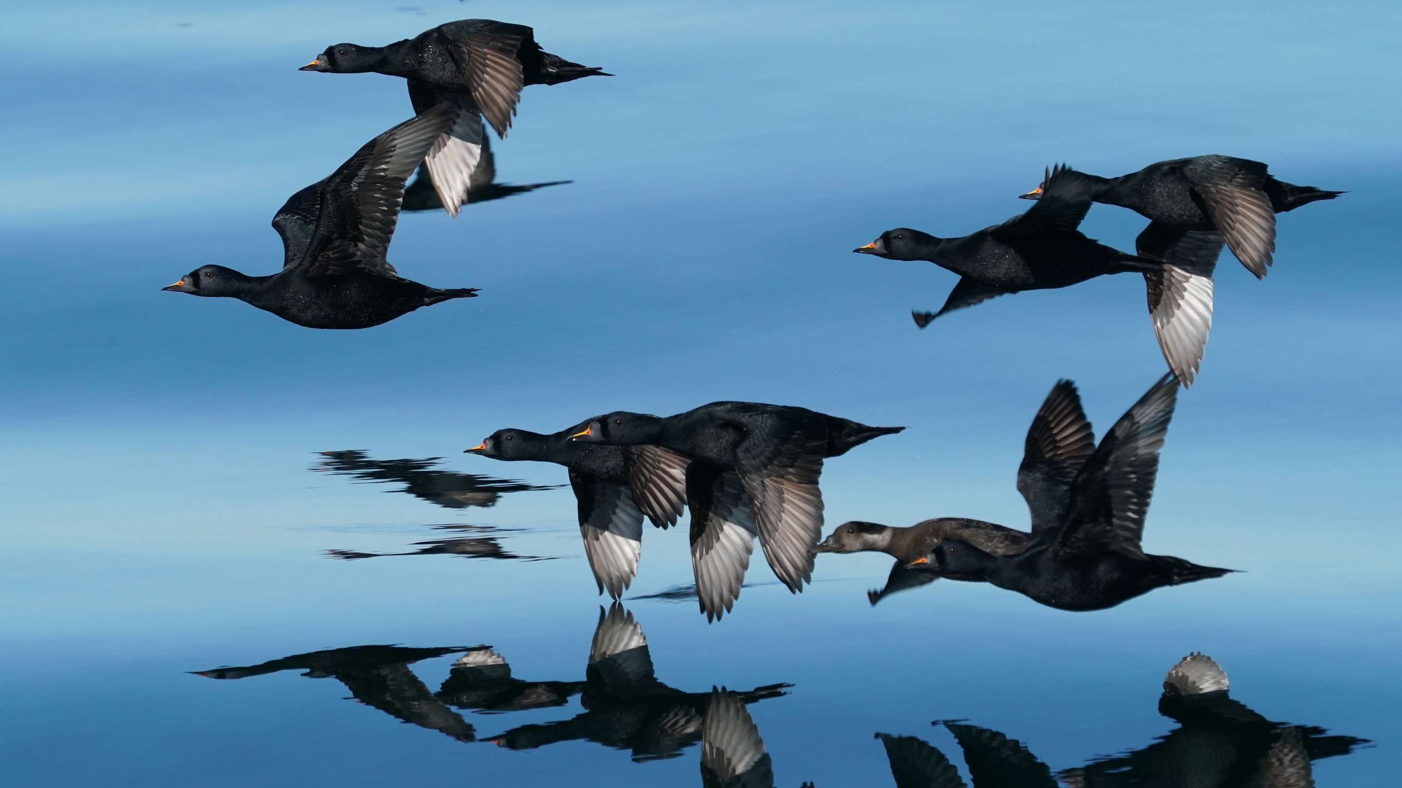 Eight Common Scoters fly low over a mirror-smooth water surface to the left.  