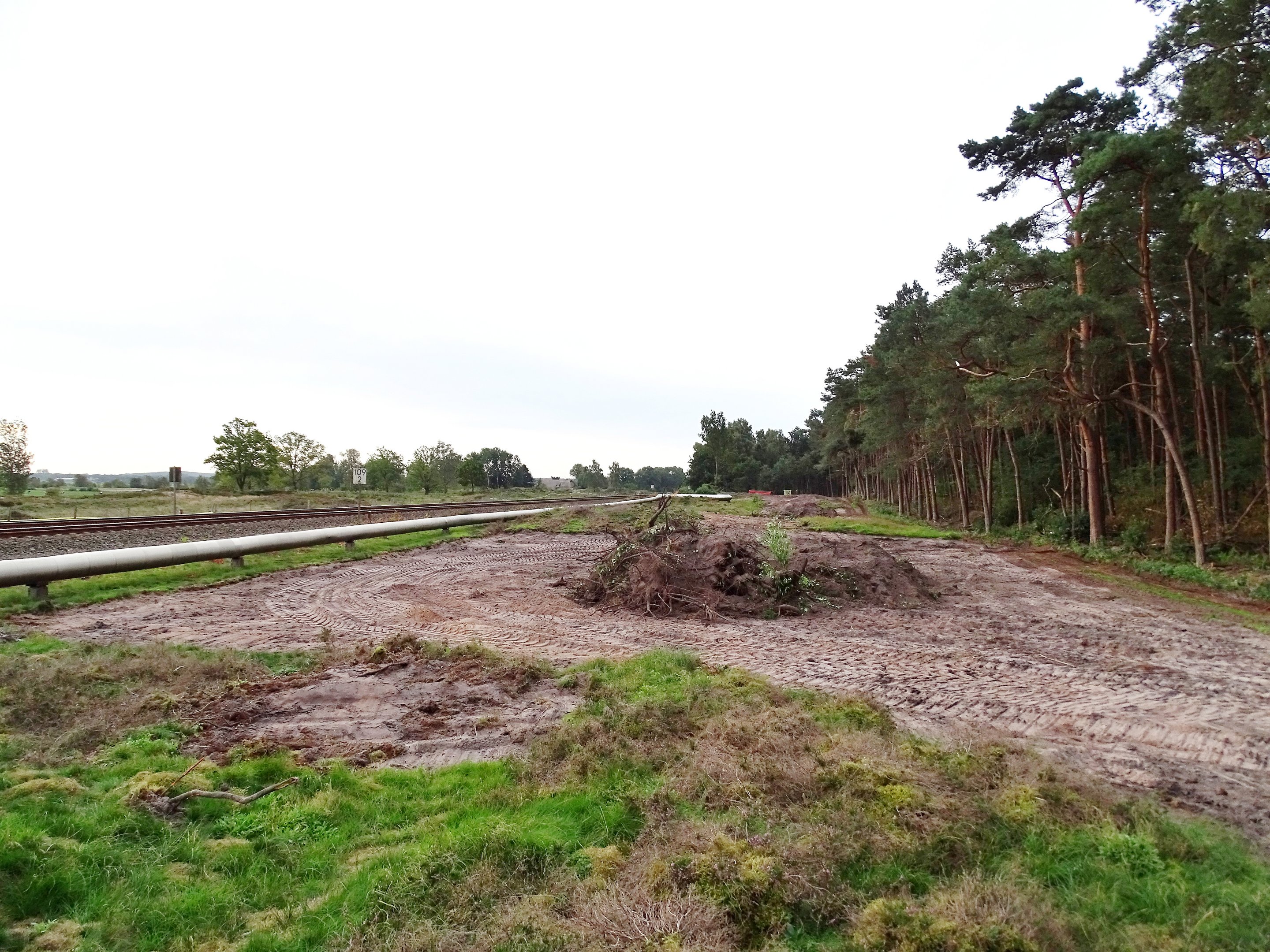 Waldrand, davor eine eine Fläche, auf der der Oberboden abgezogen wurde und der darunter liegende Sand zu sehen ist.