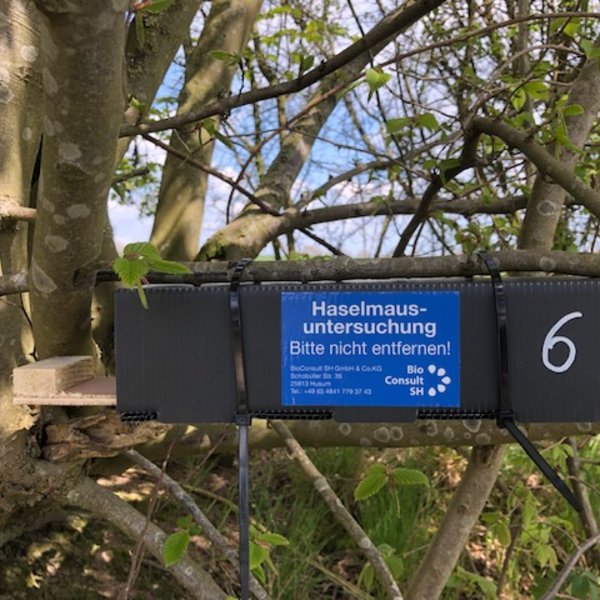 A hazel dormouse tube. A small rectangular, elongated box attached to a horizontal branch.