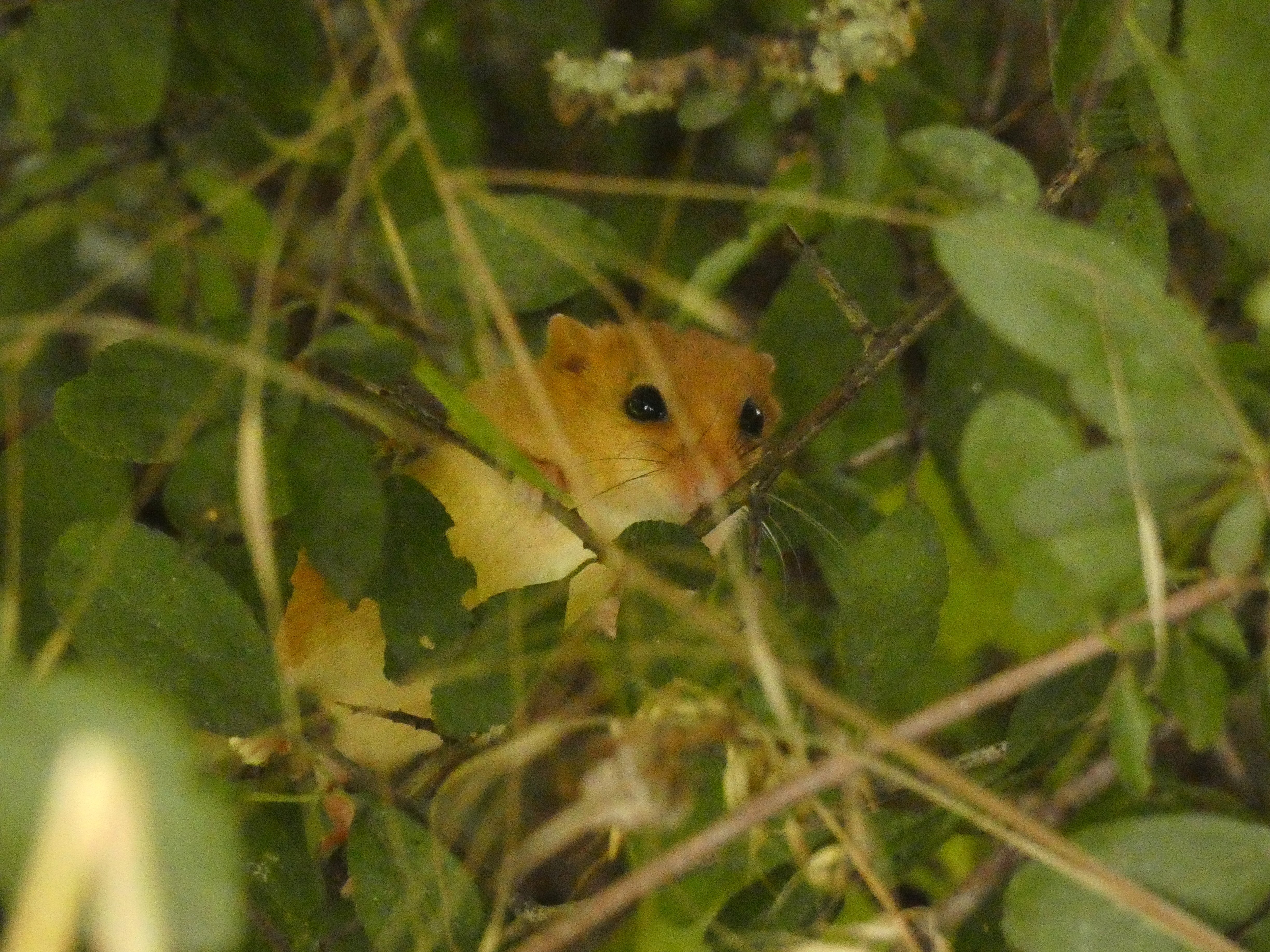 A Hazel dormouse in a Hedge.