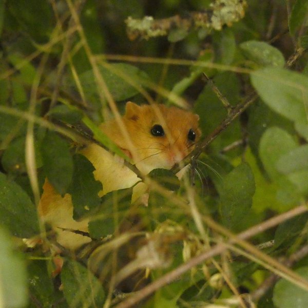 A Hazel dormouse in a Hedge. 