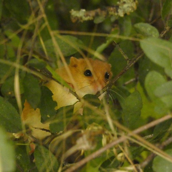 Eine Haselmaus im Gebüsch.