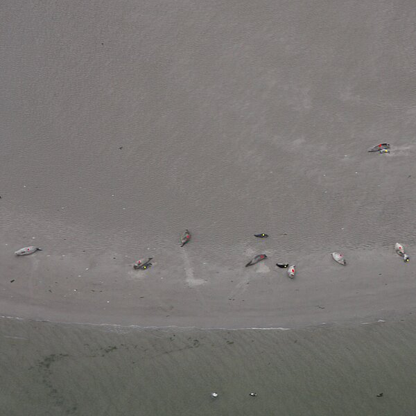Luftaufnahme von Seehunden auf einer Sandbank im Wattenmeer. Um die Tiere zu zählen, werden sie auf dem Foto mit farbigen Punkten markiert.