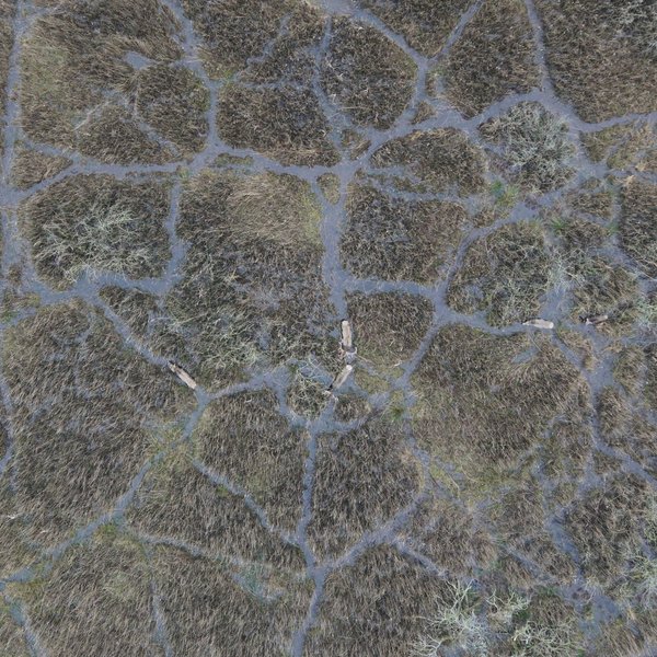 Luftaufnahme, die aus großer Höhe Rotwild (5 Tiere) von oben in einem Moor zeigt.