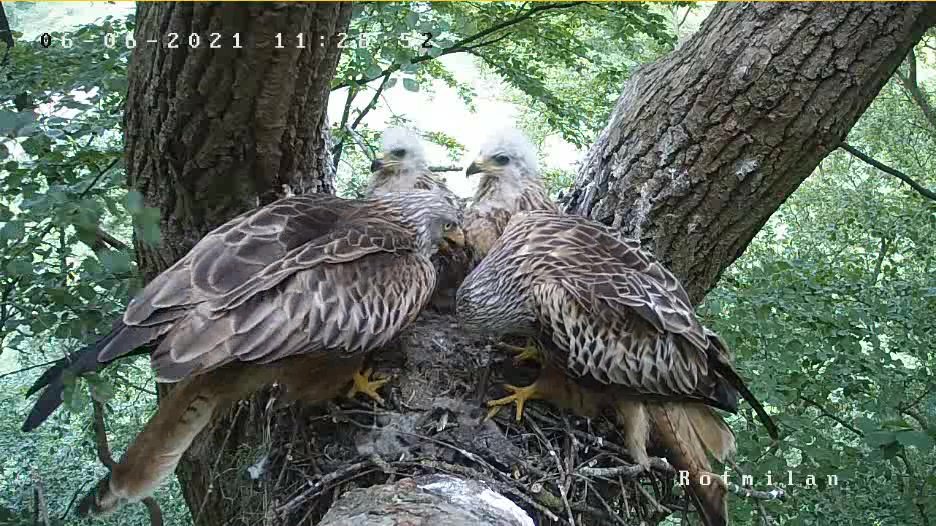 Vier Rotmilane in ihrem Nest. Zwei Jungvögel und zwei Alttiere.