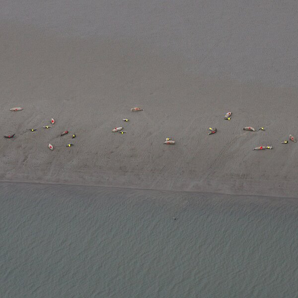 Luftaufnahme von Seehunden auf einer Sandbank im Wattenmeer. Um die Tiere zu zählen, werden sie auf dem Foto mit farbigen Punkten markiert.