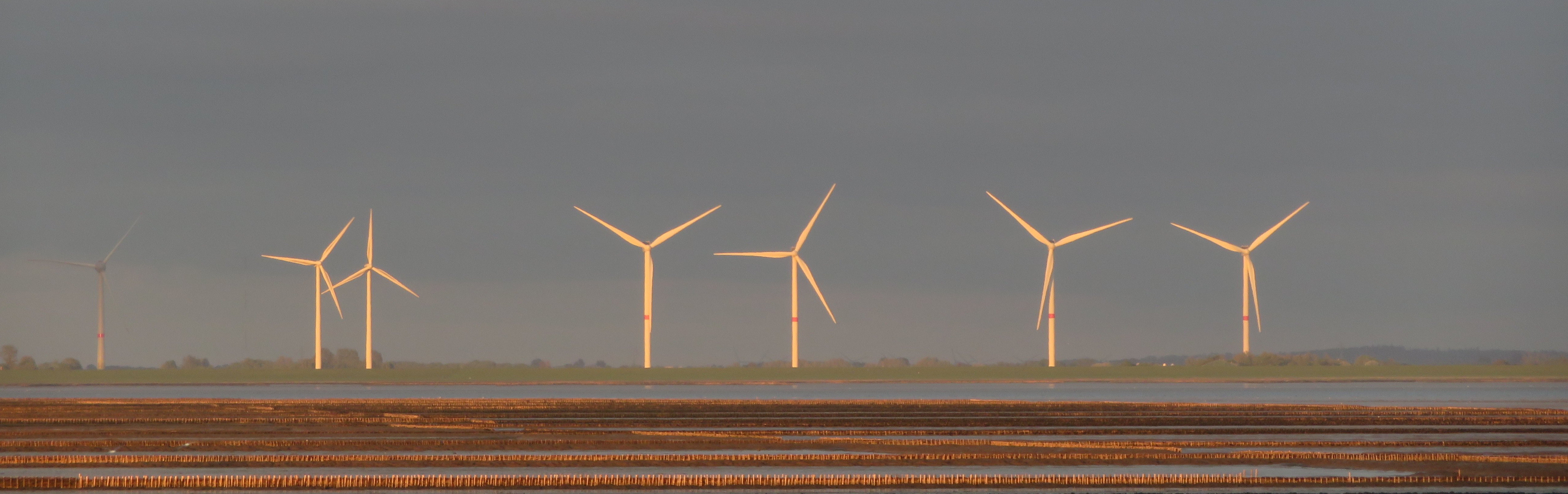 Windräder an der Küste in der Abendsonne, davor Lahnungsfelder.