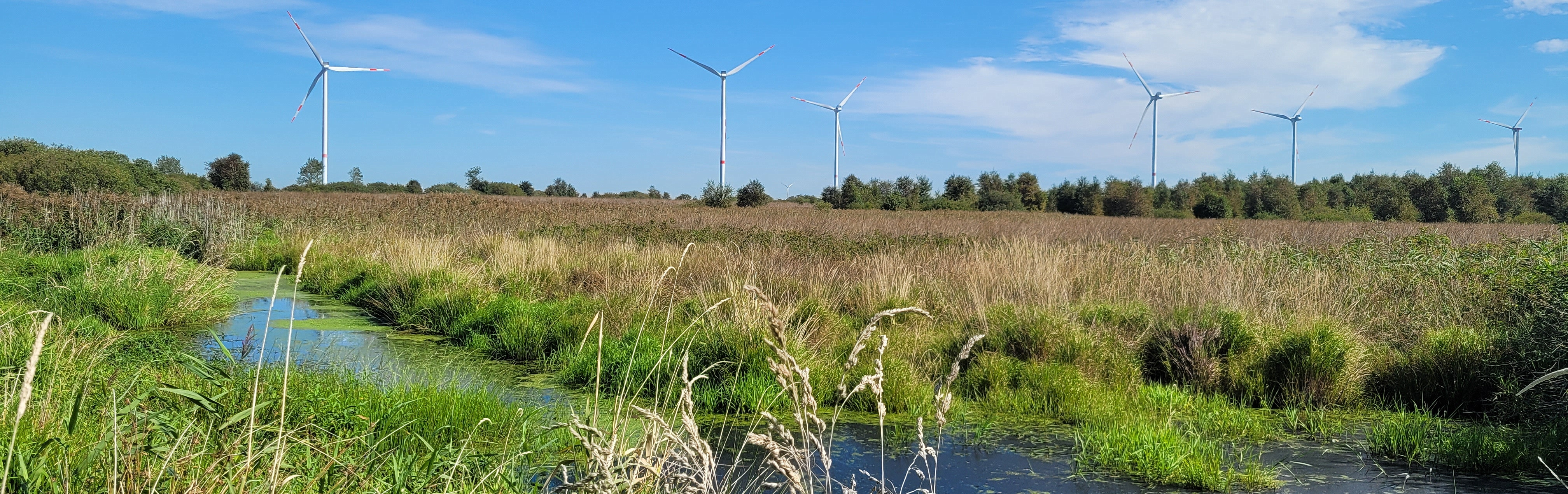 Eine Moorfläche im Frühsommer, am Horizont Windräder.