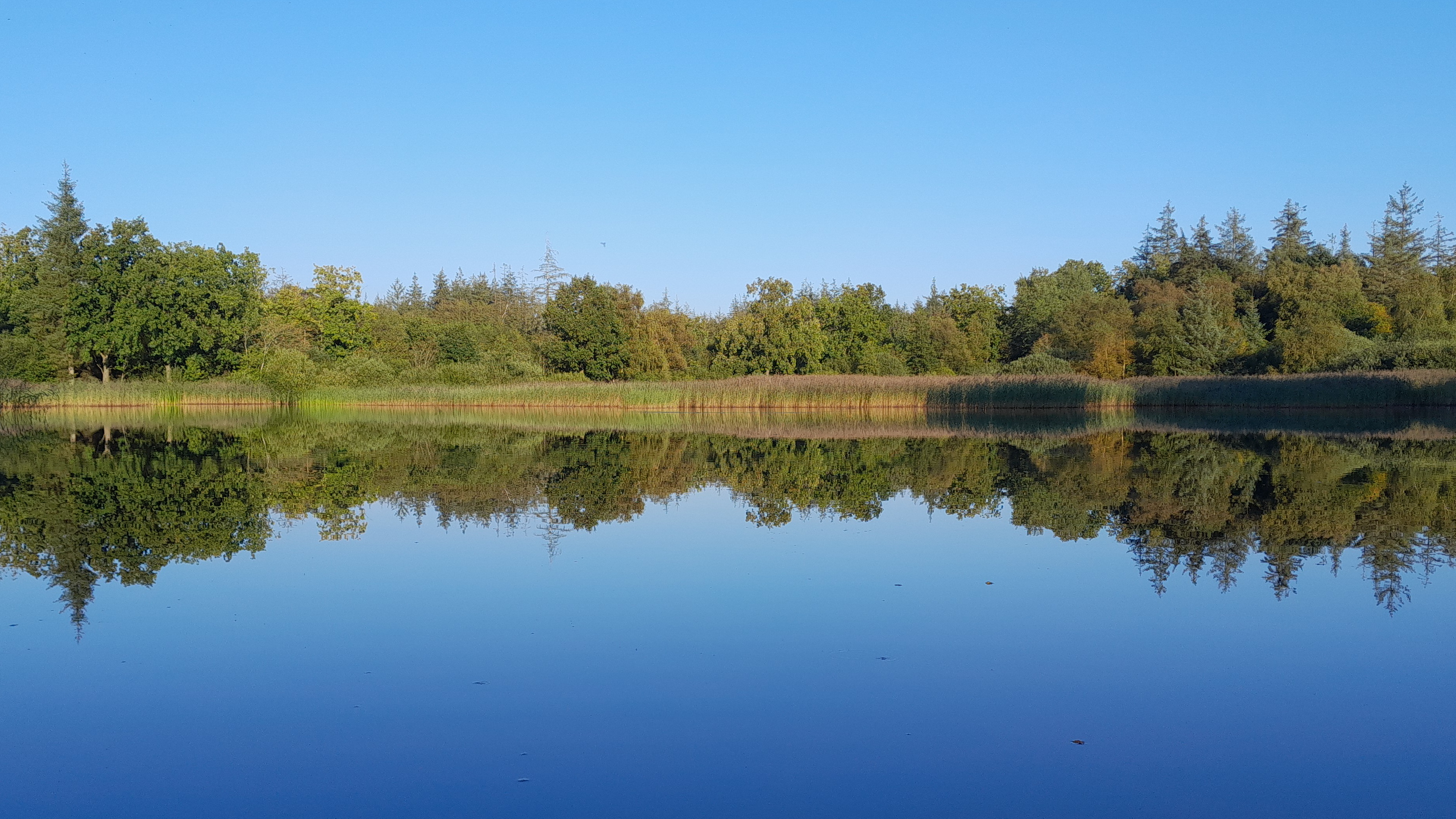 A lake, forest in the background, reflected on the water.