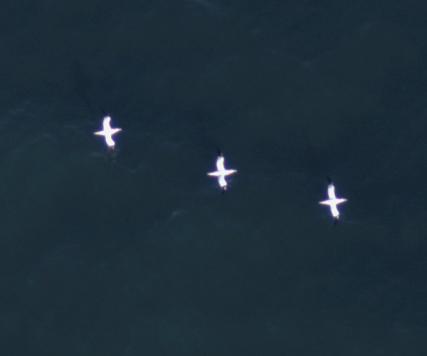Fliegende Basstölpel, aufgenommen mit einer hochauflösenden Kamera des HiDef-Systems.
