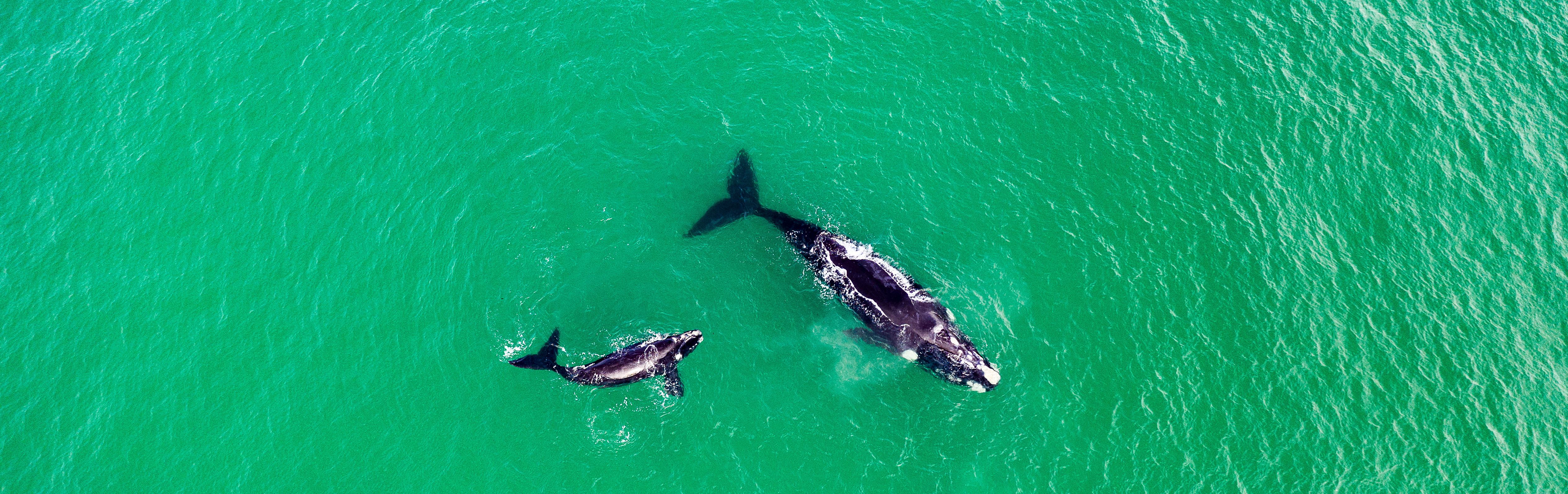 Southern right whale survey in New Zealand: BioConsult SH GmbH & Co. KG