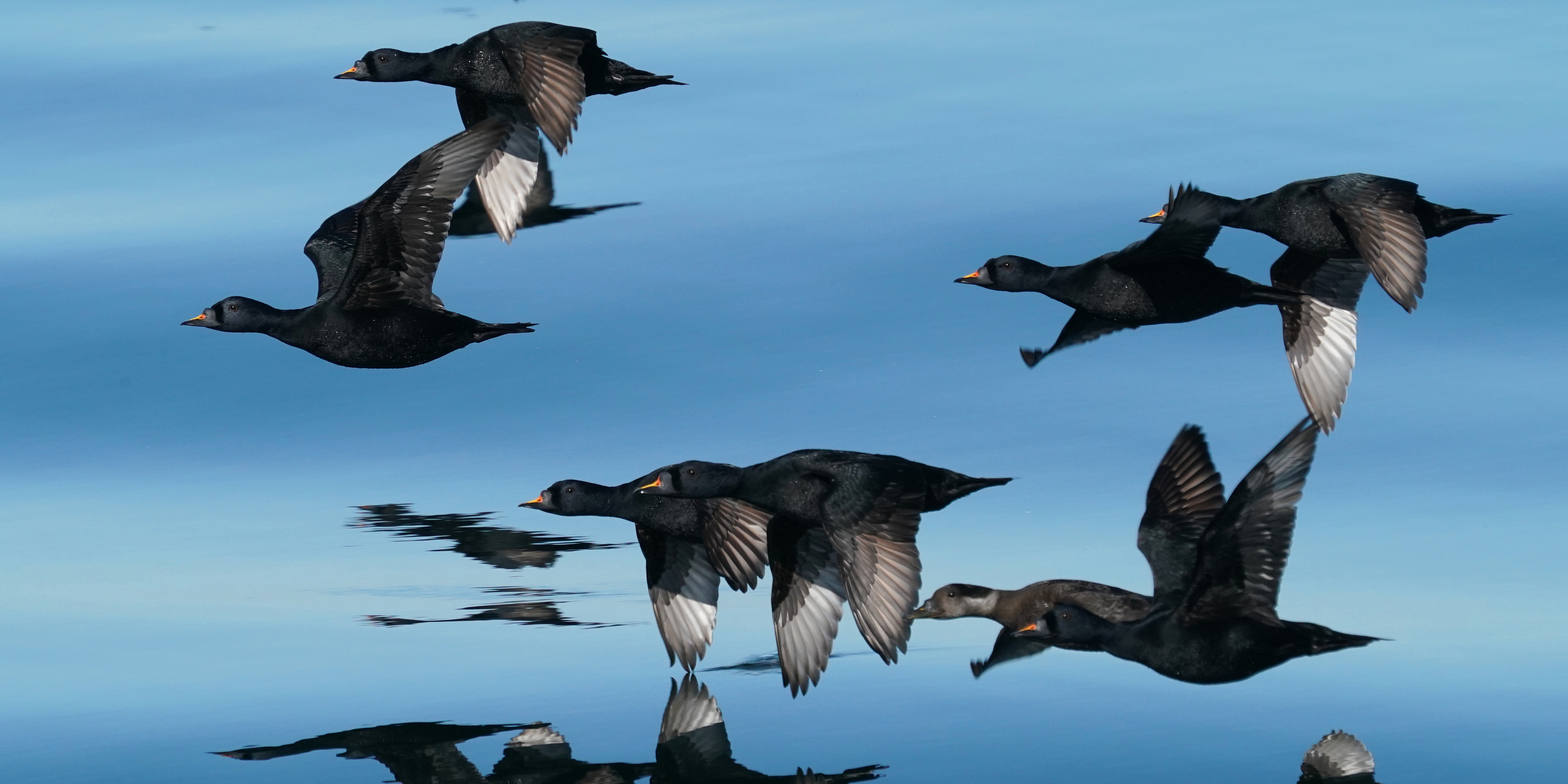 Seven common scoters fly over a mirror-smooth water surface in which they are reflected.
