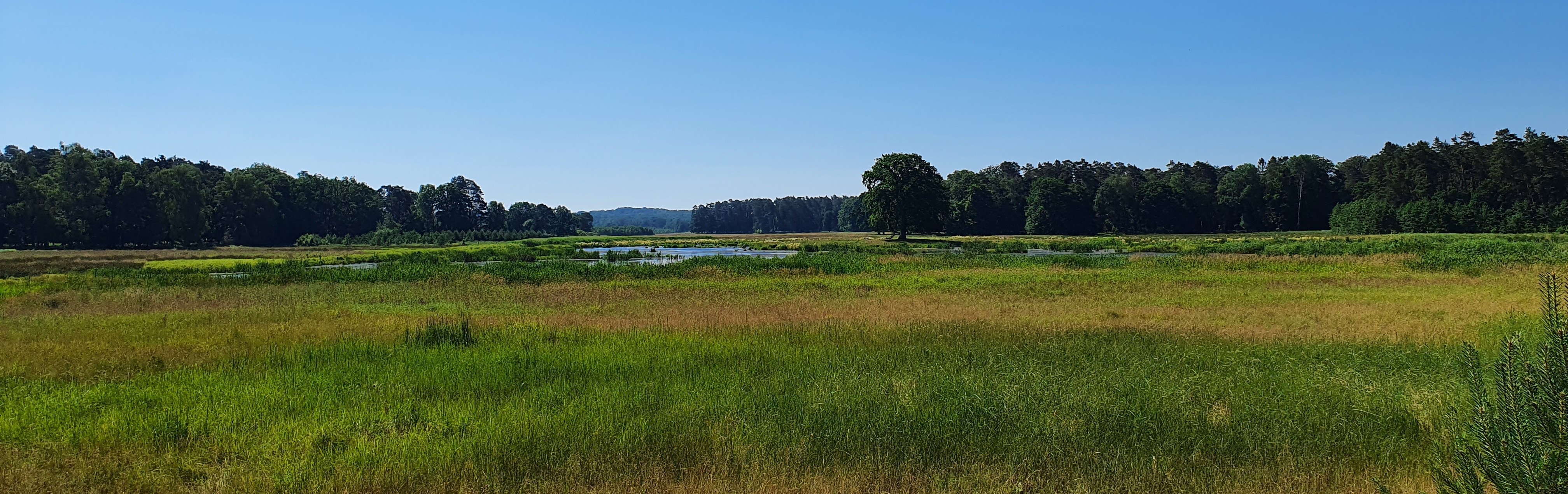 Offene Moorlandschaft mit Wald im Hintergrund.