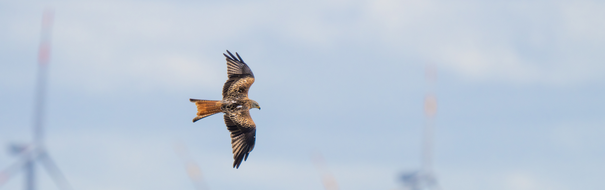 A red kite flies in front of wind turbines.