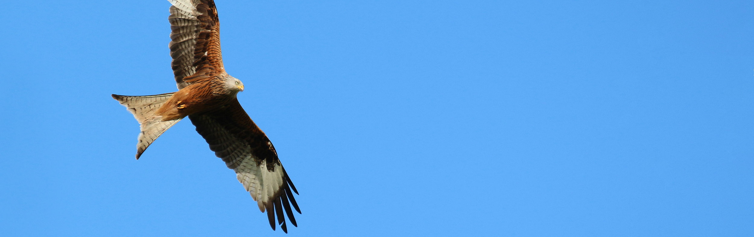 Flying red kite.